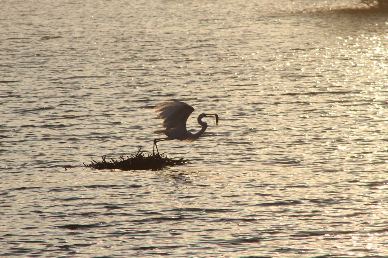 Canon EOS 1300D (EOS Rebel T6 / EOS Kiss X80) sample photo. Heron, ave, the photography