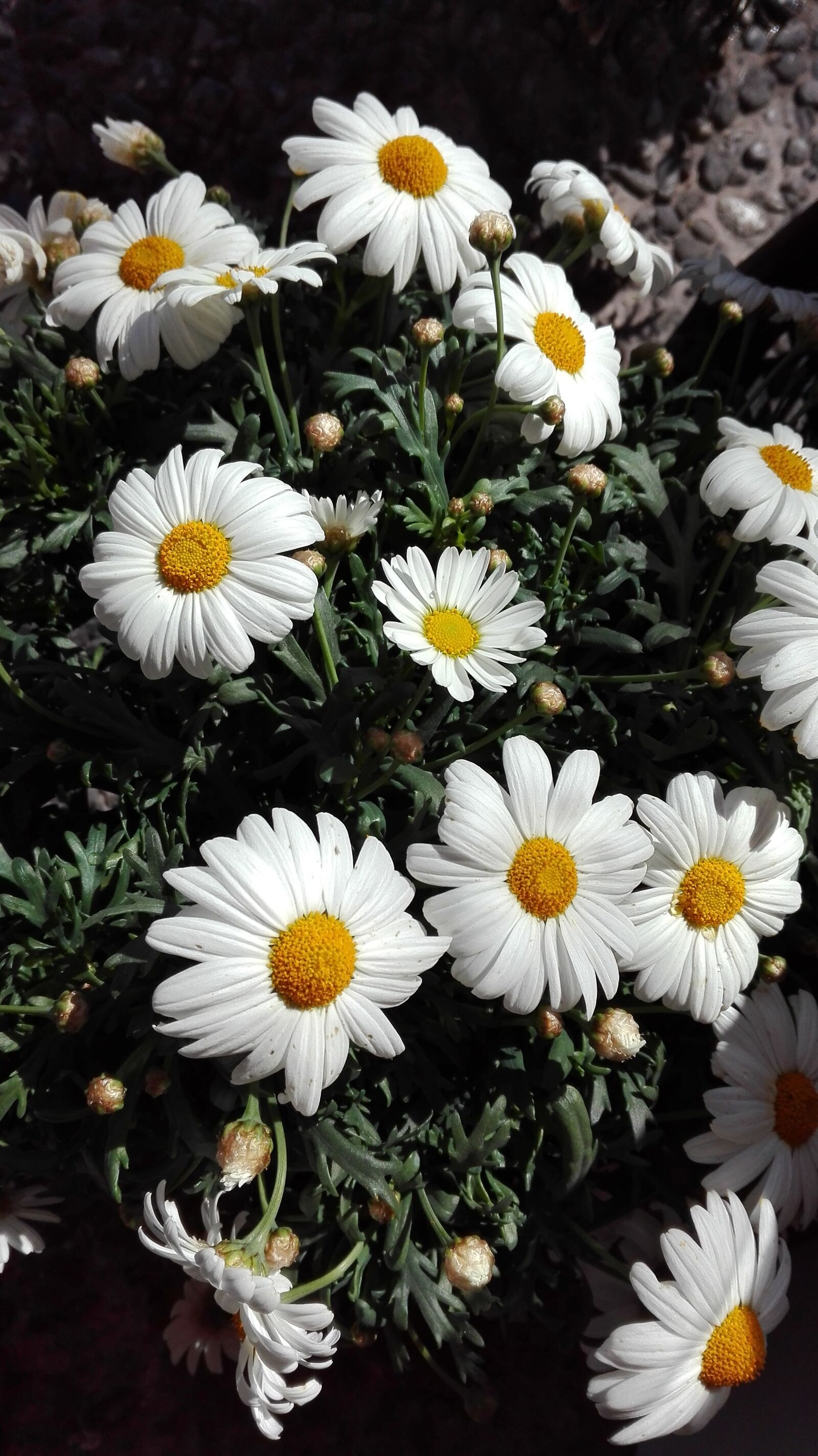 HUAWEI P8 Lite sample photo. Margaret, flowers, white photography