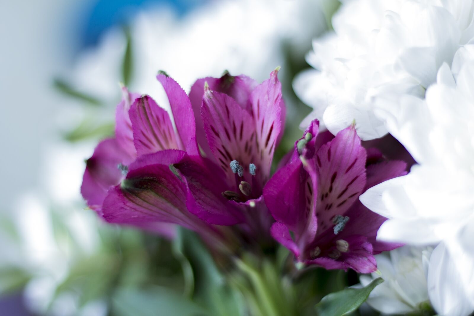 Canon EOS 70D + Canon EF 50mm F1.8 STM sample photo. Alstremeria, alstromeria, flowers photography