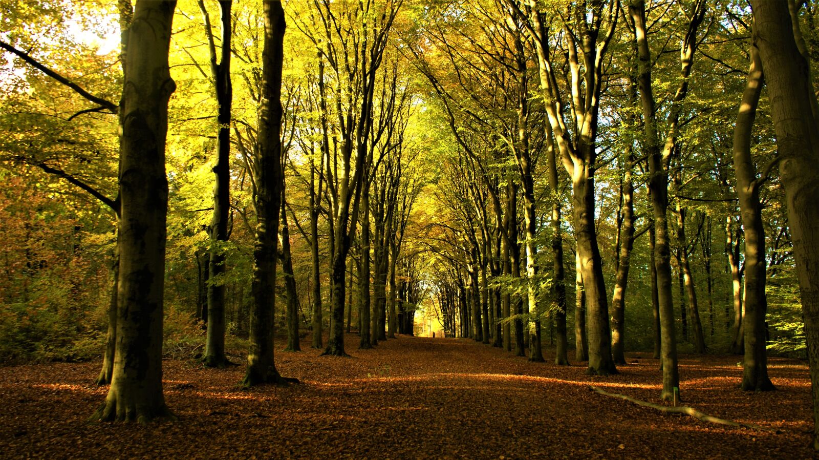 Sony Alpha DSLR-A350 sample photo. Fall colors, forest, trees photography