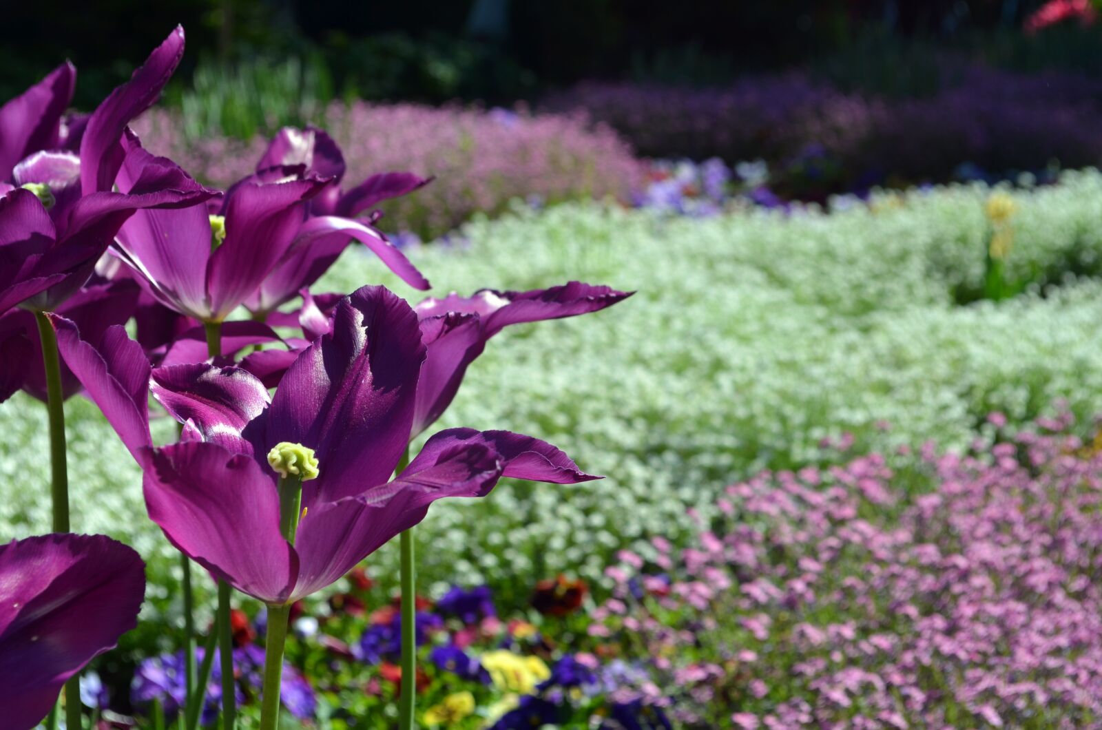 Nikon D5100 sample photo. Violet, white, tulip photography