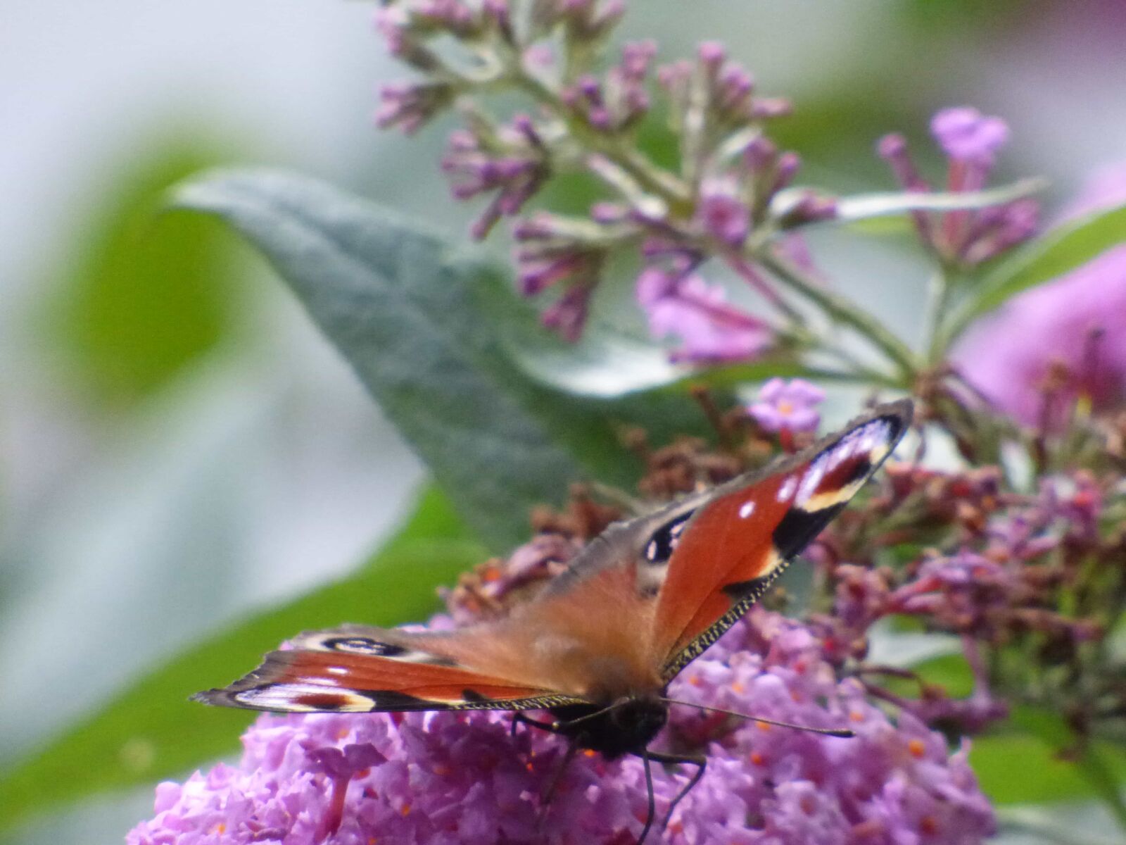 Panasonic DMC-FZ72 sample photo. Flower, insect, lavender, butterfly photography