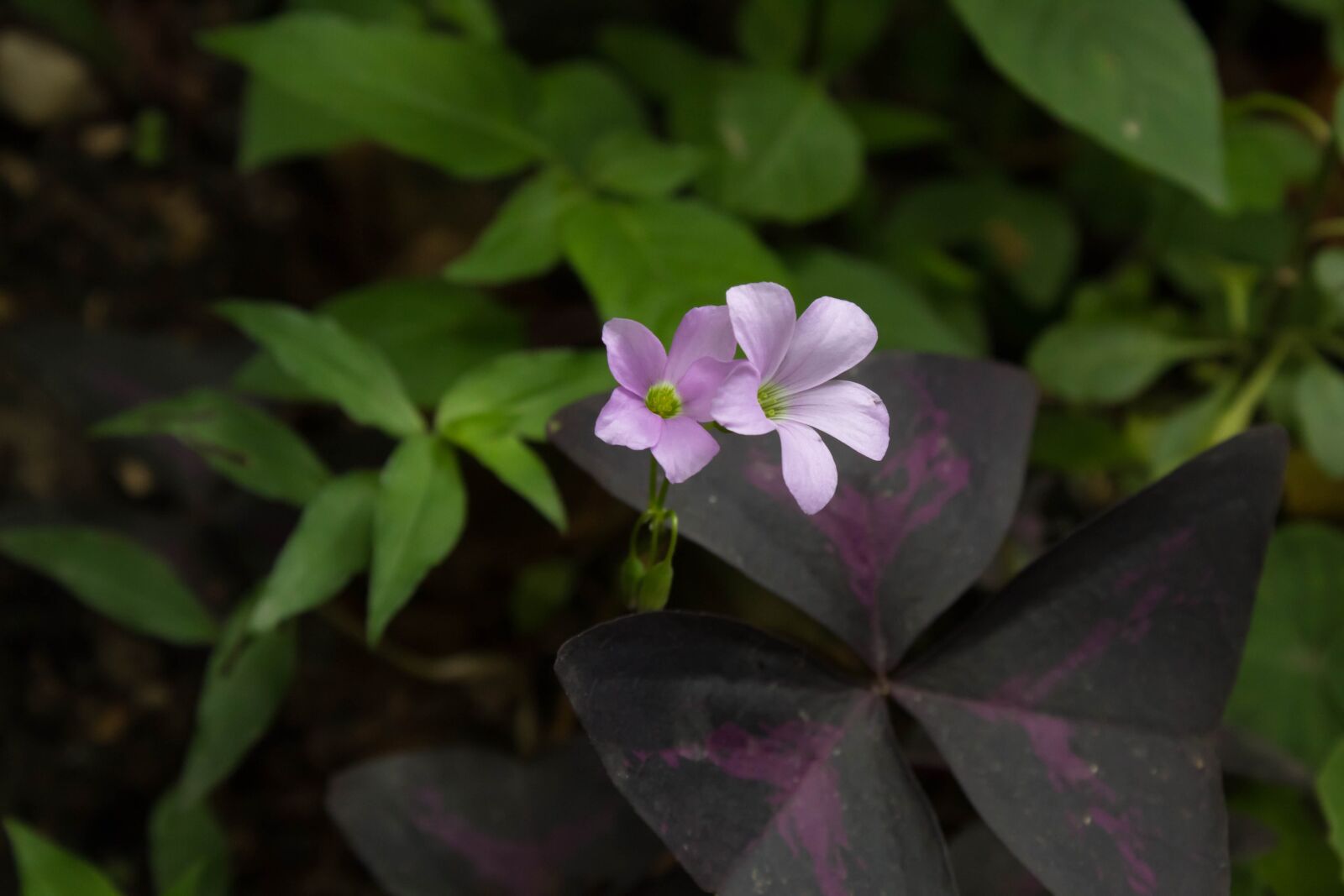 Canon EOS 1300D (EOS Rebel T6 / EOS Kiss X80) sample photo. Flower, garden, pink photography