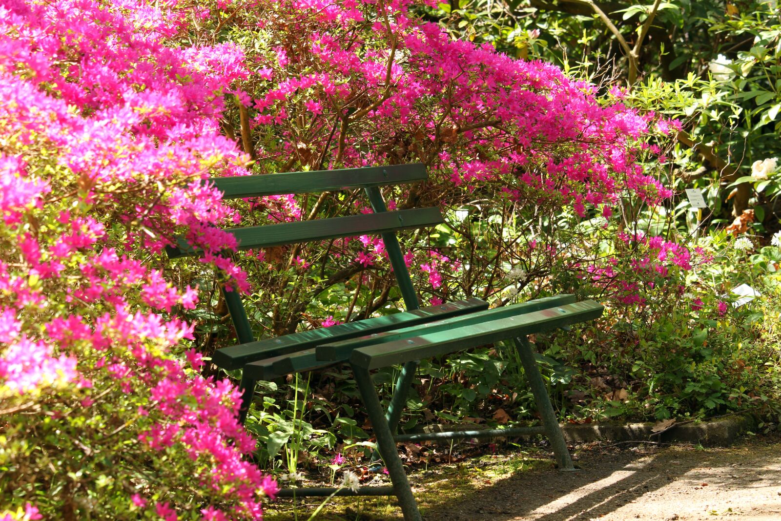 Canon EF-S 55-250mm F4-5.6 IS STM sample photo. Azaleas, arboretum, park photography
