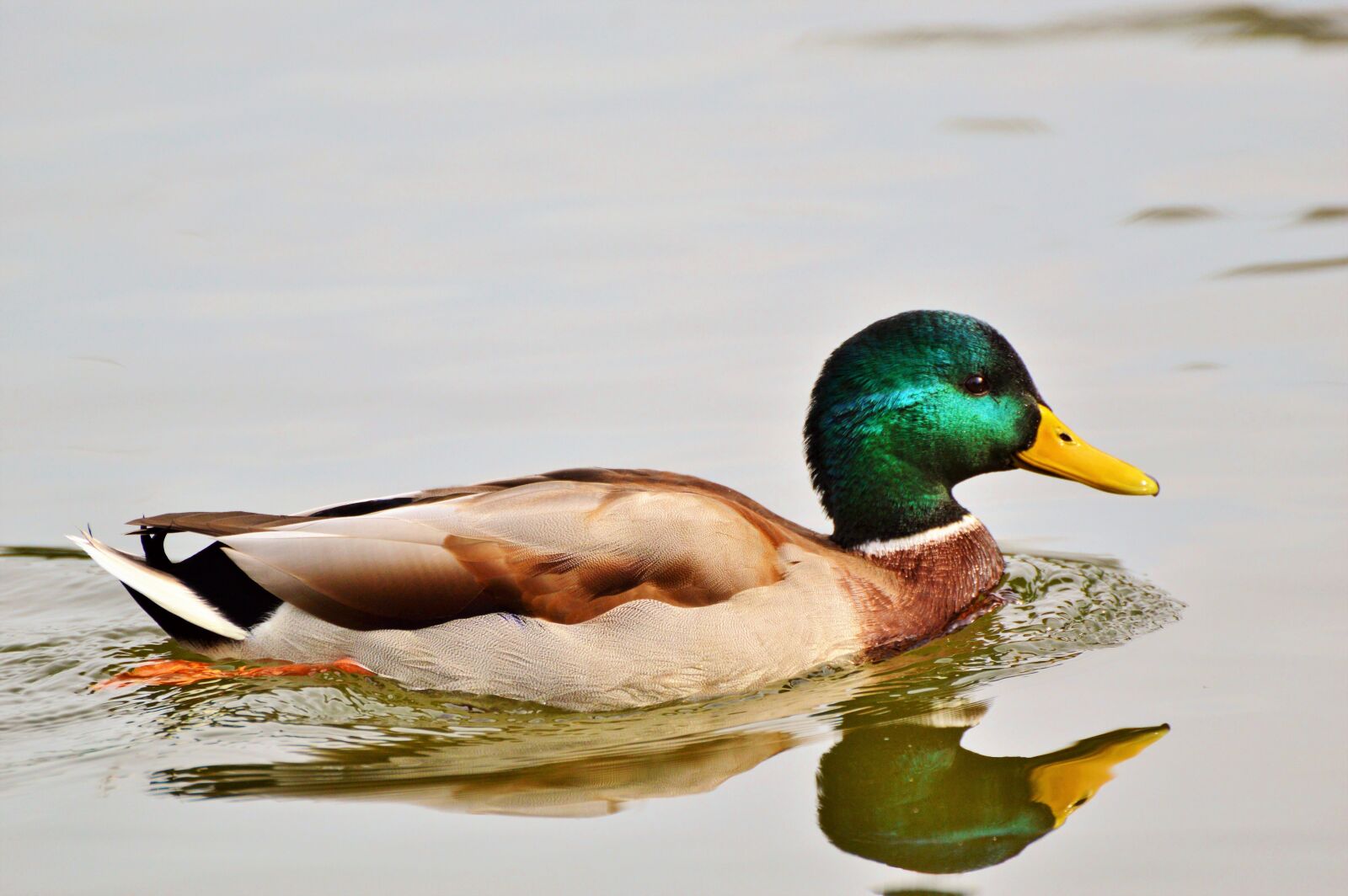 Nikon D3200 sample photo. Ducks, waterfowl, mallard photography