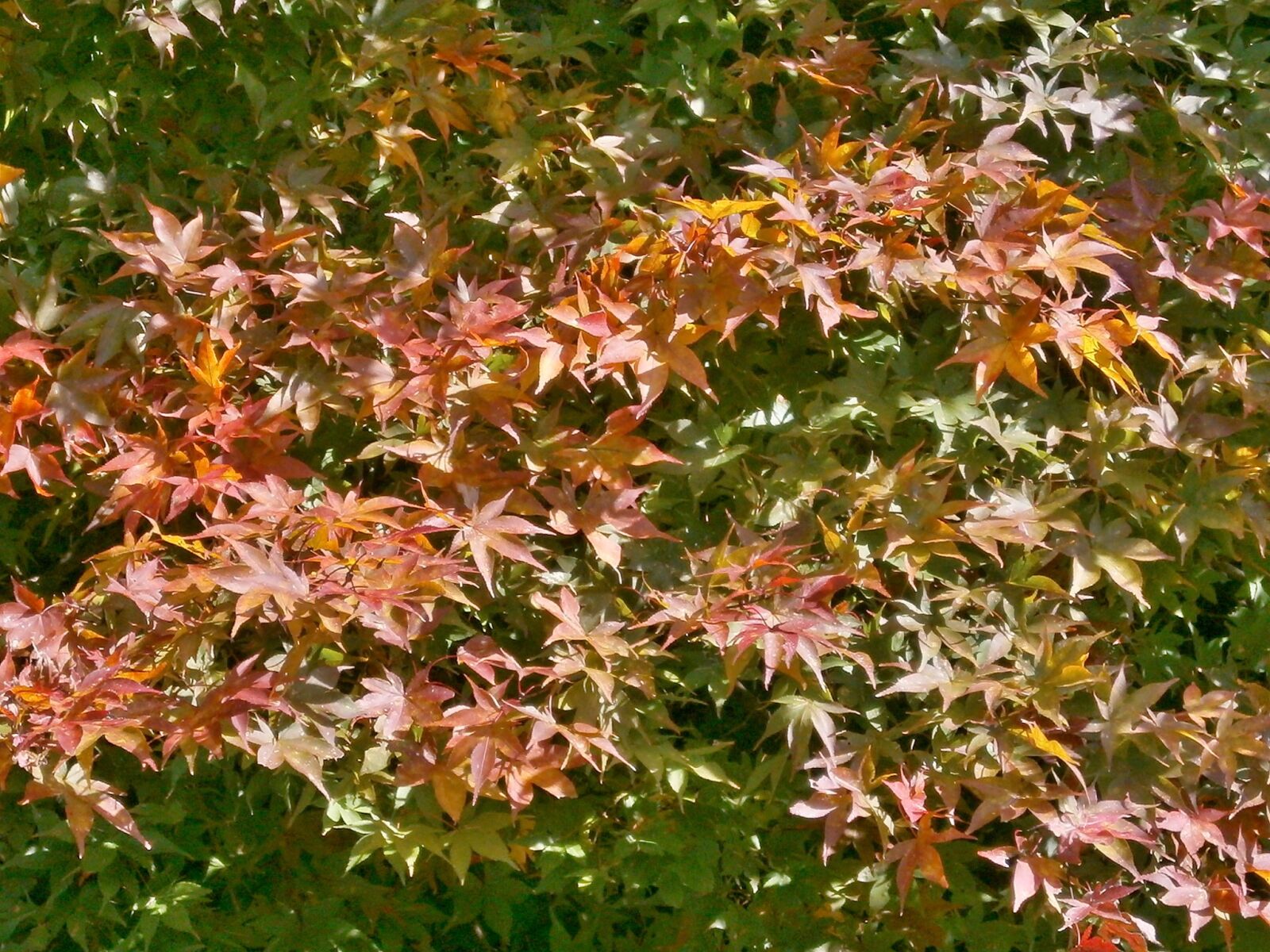 Olympus VG110,D700 sample photo. Maple, autumnal leaves, maple photography