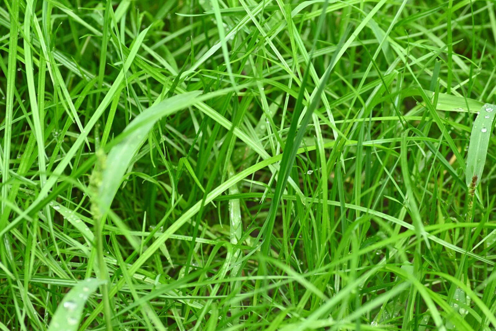 Nikon Z 50 sample photo. Grass, green, pattern photography