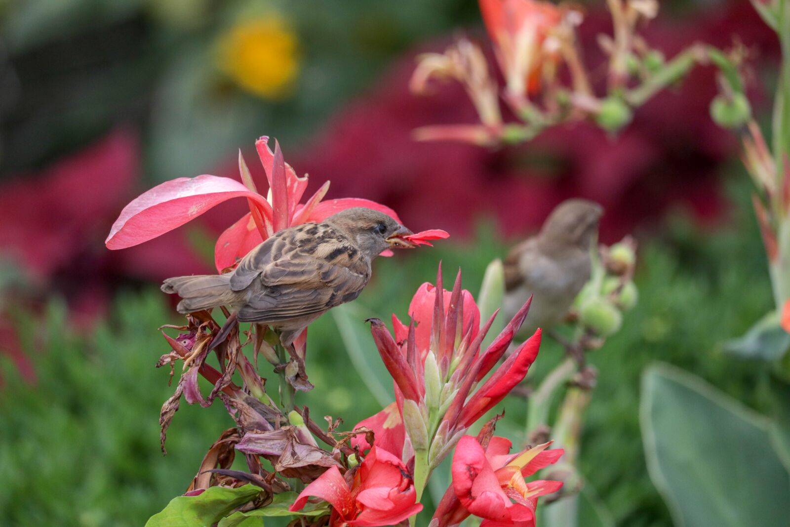 Canon EF-S 55-250mm F4-5.6 IS STM sample photo. Bird, flower, green photography