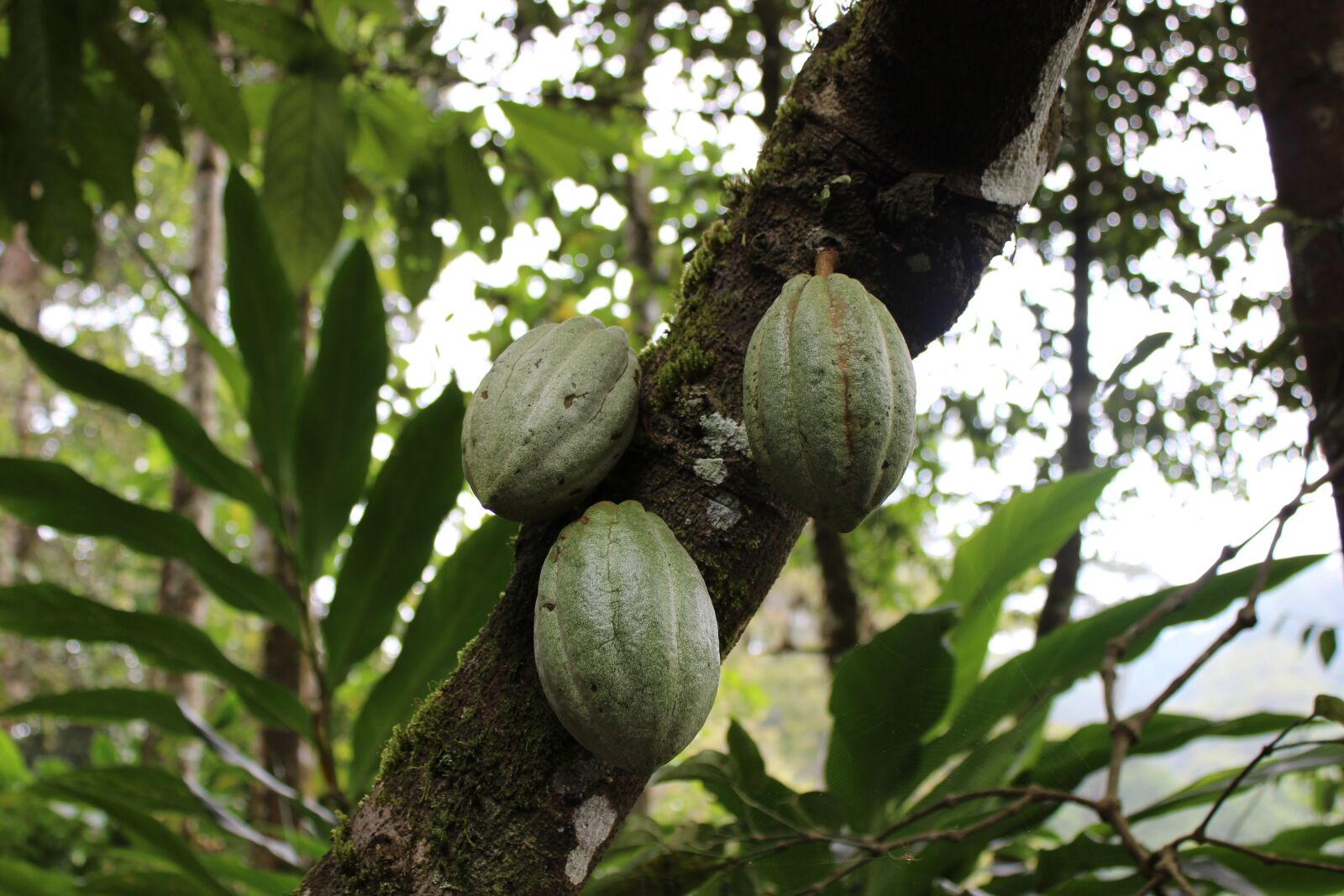 Canon EOS 600D (Rebel EOS T3i / EOS Kiss X5) sample photo. Tree, fruit, coca photography
