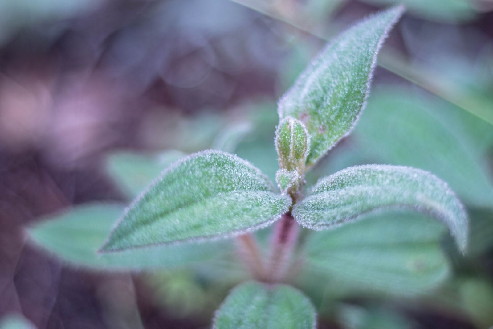 Nikon D7200 sample photo. Tree, nature, dew photography