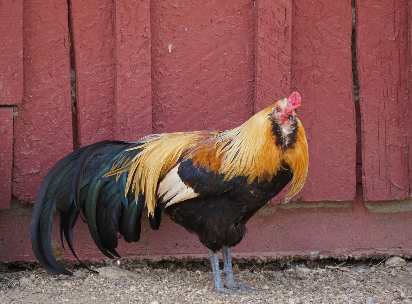 Sony E 55-210mm F4.5-6.3 OSS sample photo. Rooster, male, bird photography