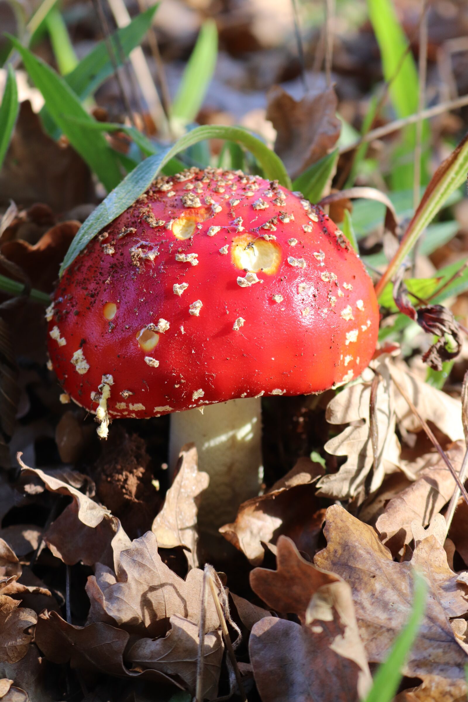 Canon EOS 800D (EOS Rebel T7i / EOS Kiss X9i) sample photo. Fungi, mushroom, forest photography