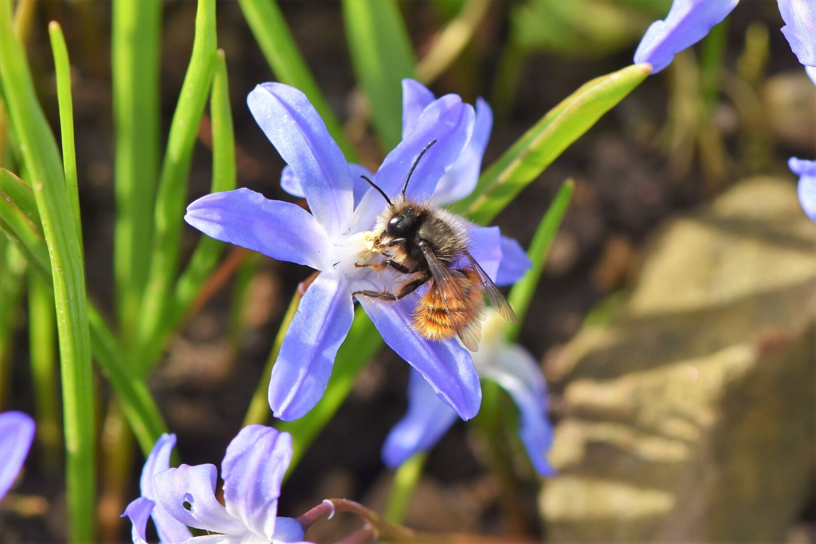 Nikon D7200 sample photo. Bee, honey bee, blossom photography