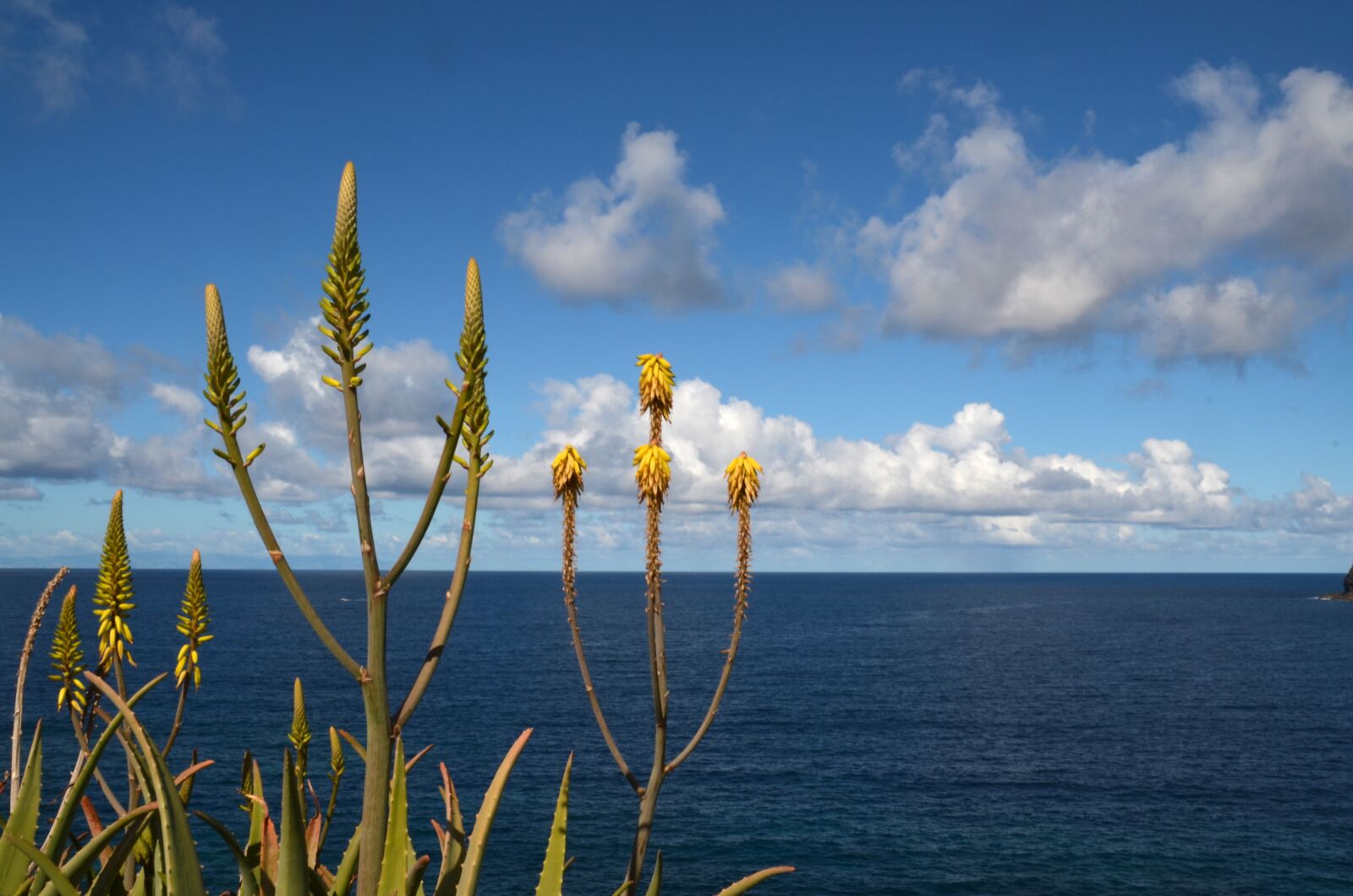 Nikon D5100 sample photo. Sea, plant, nature photography