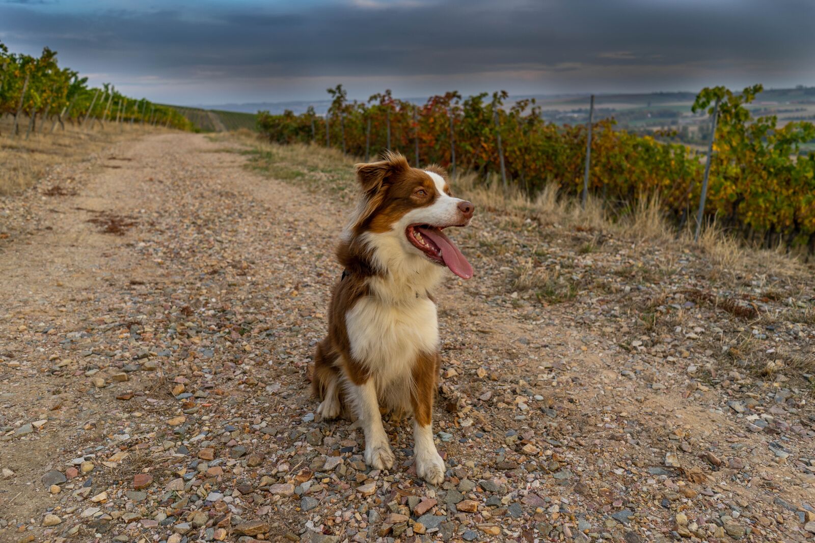 Sony a7 + Sony FE 28mm F2 sample photo. Dog, nature, animal photography