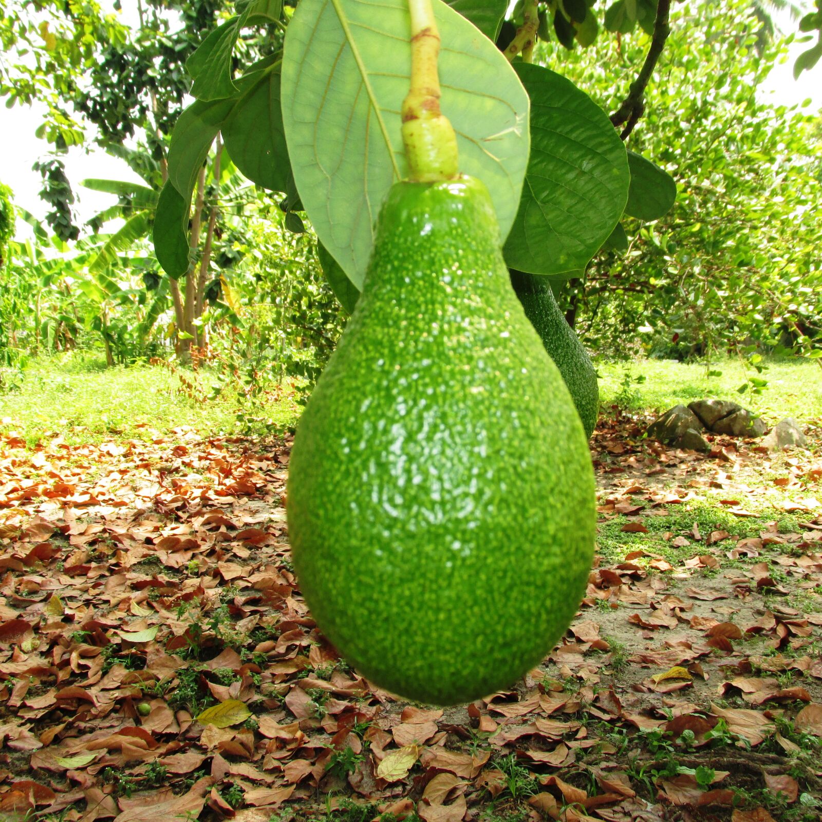 Canon PowerShot SX160 IS sample photo. Aguacate, verde, planta photography