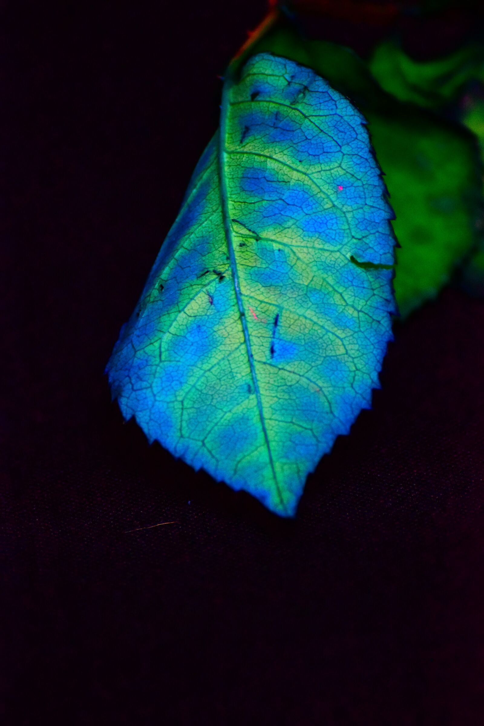 Nikon D3300 sample photo. Foliage, color, blue photography