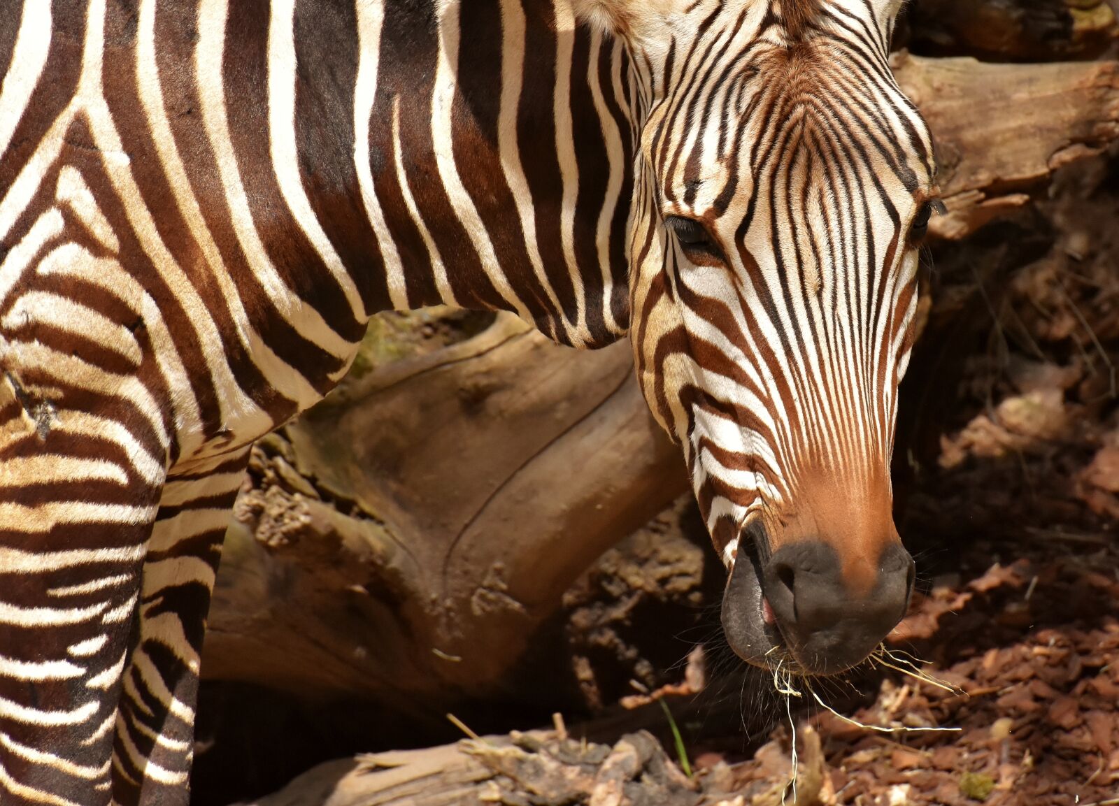 Nikon D7200 sample photo. Zebra, wild animal, zoo photography