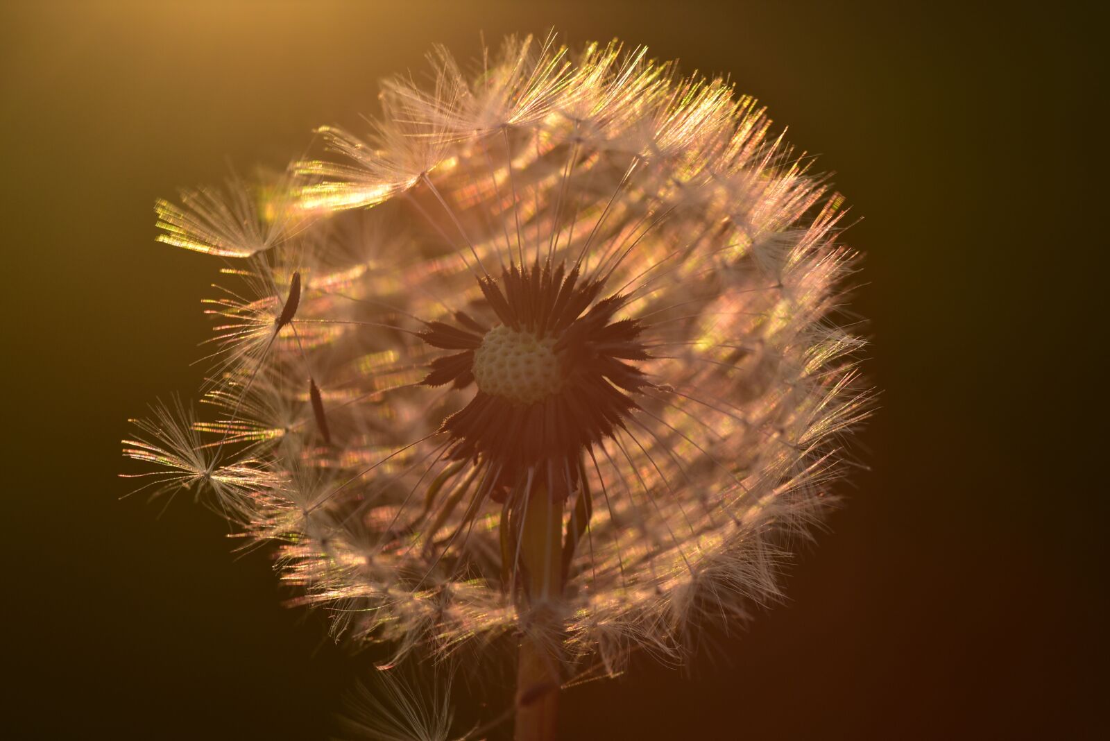 Nikon D750 sample photo. Dandelion, sunset, nature photography
