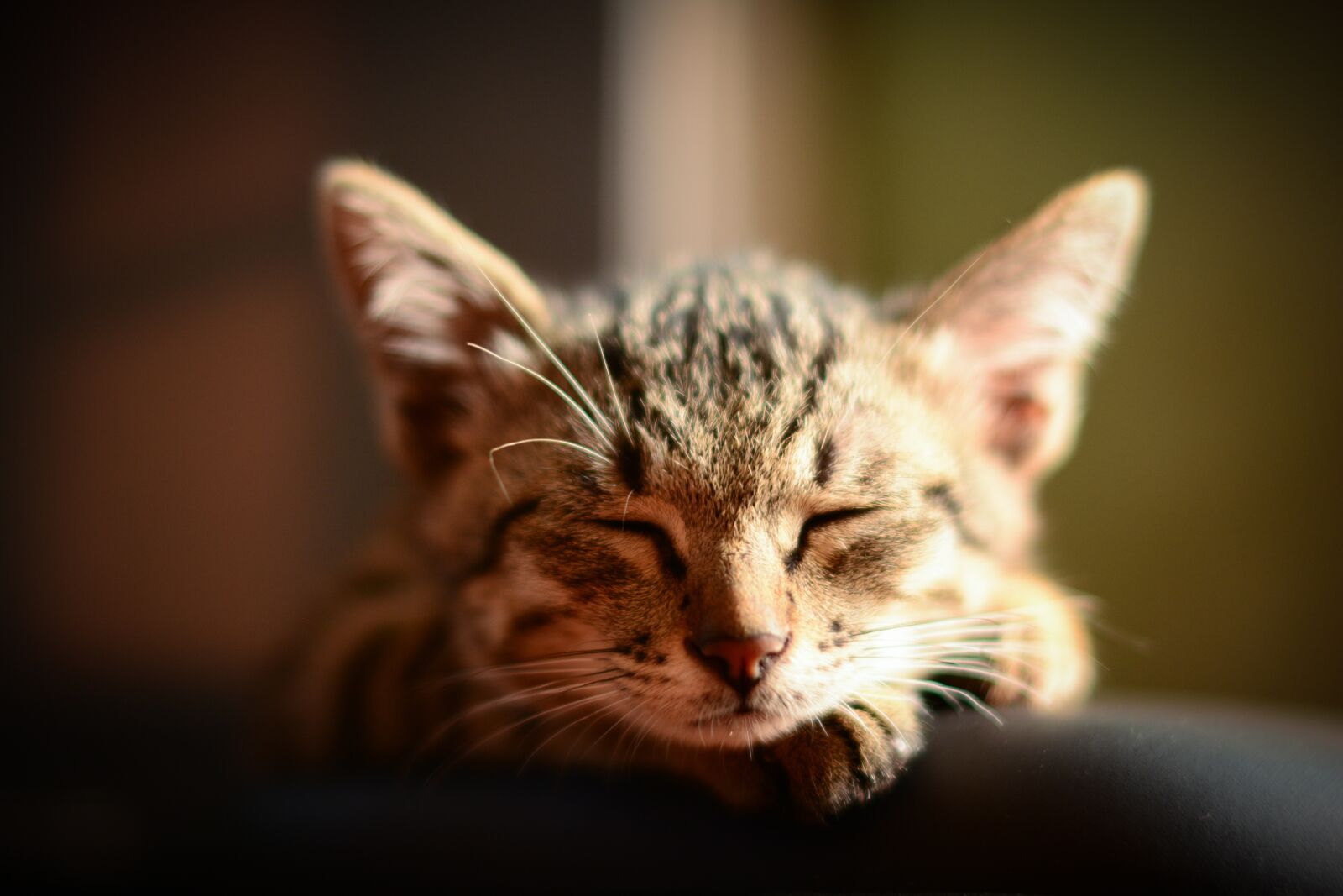 Nikon D7100 sample photo. Cat, kitty, kitten photography