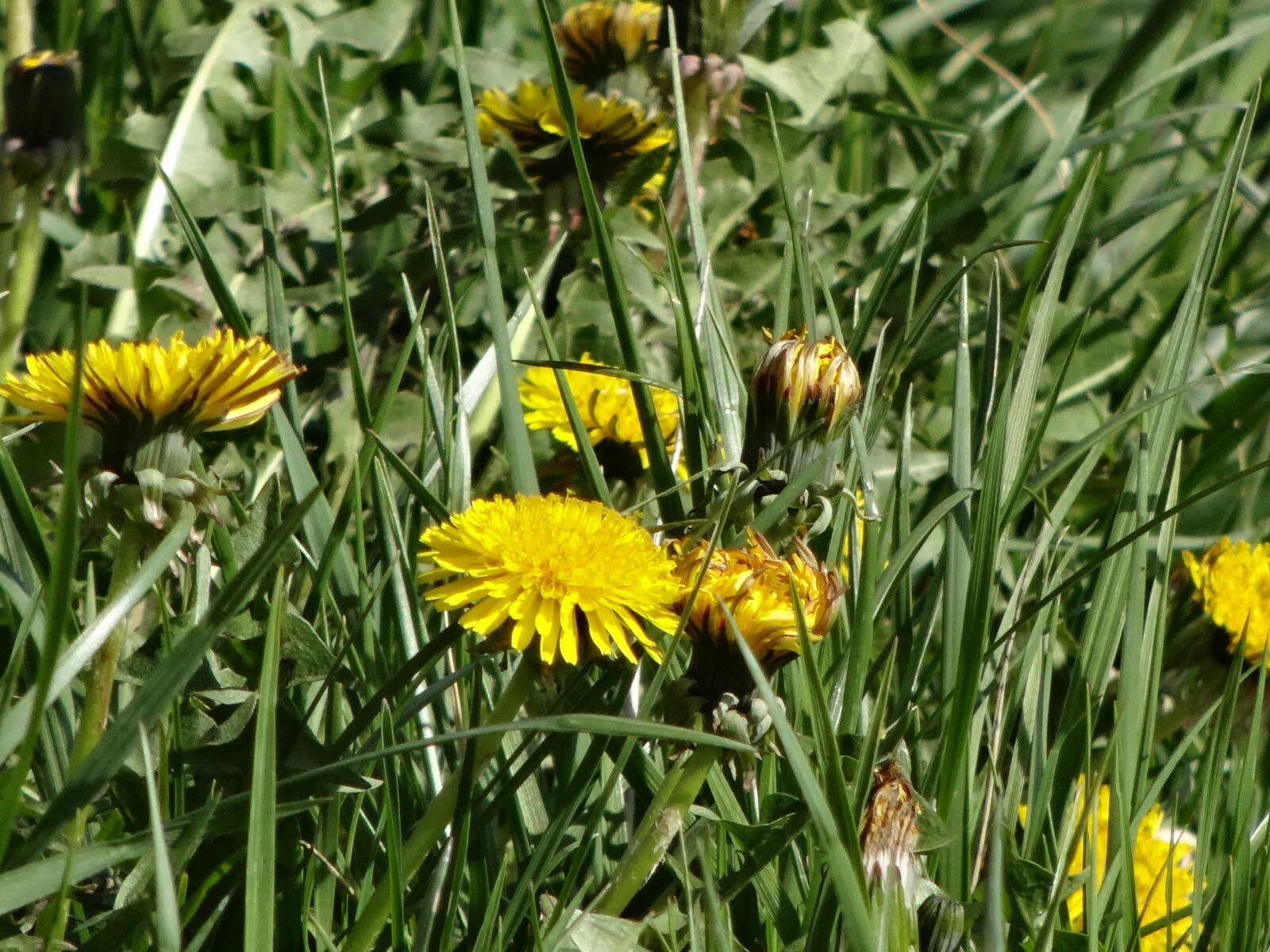 Sony Cyber-shot DSC-HX20V sample photo. Flowers, landscape, yellow photography