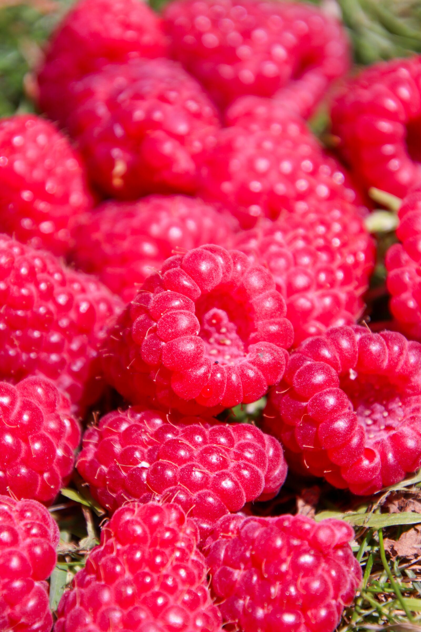 Canon EOS 800D (EOS Rebel T7i / EOS Kiss X9i) sample photo. Raspberry, fruit, berries photography