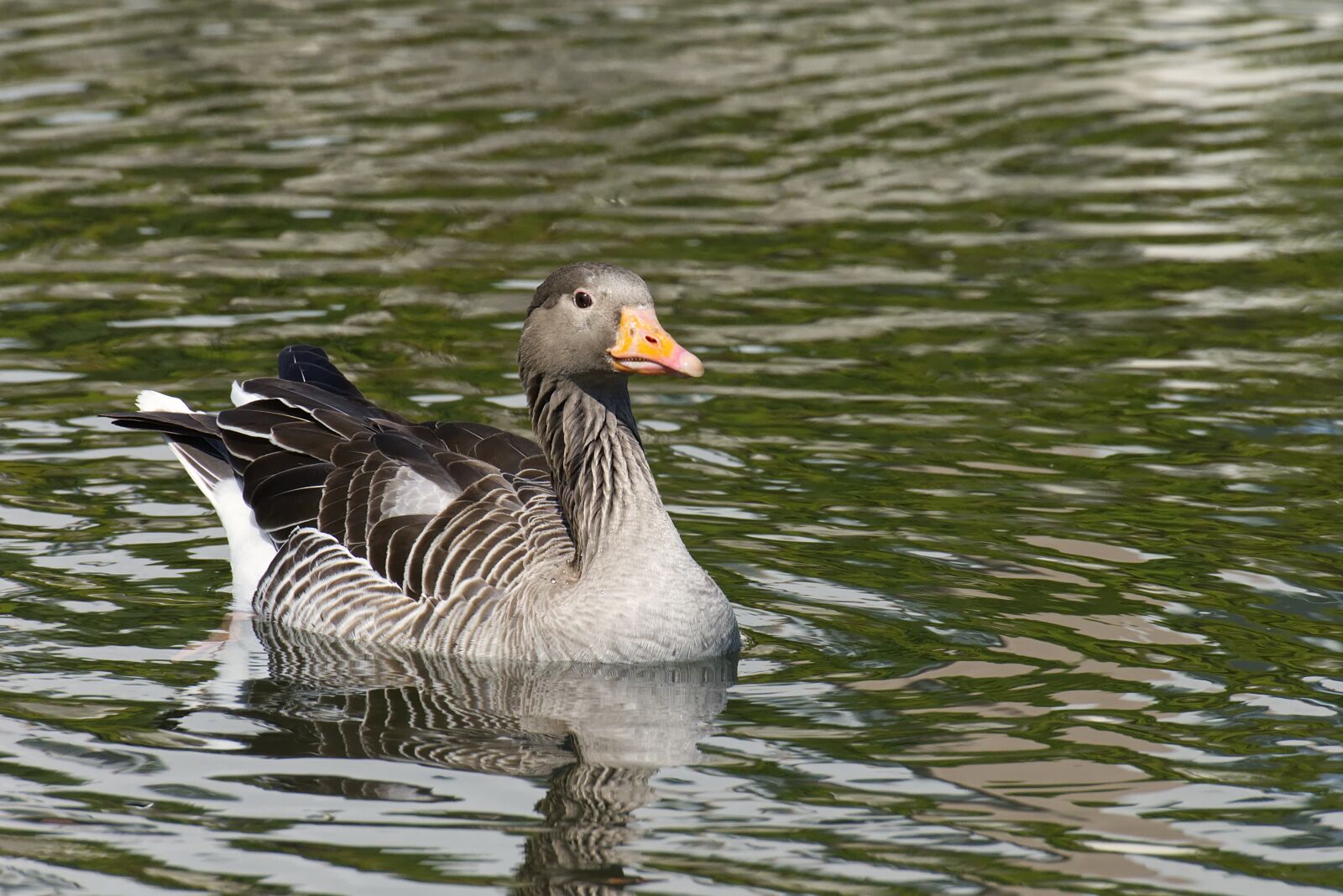 Nikon D7200 sample photo. Goose, water bird, swim photography