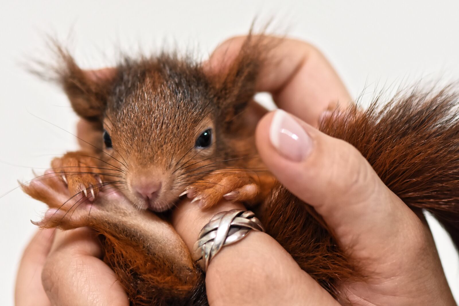 Nikon D7200 sample photo. Squirrel, young animal, small photography