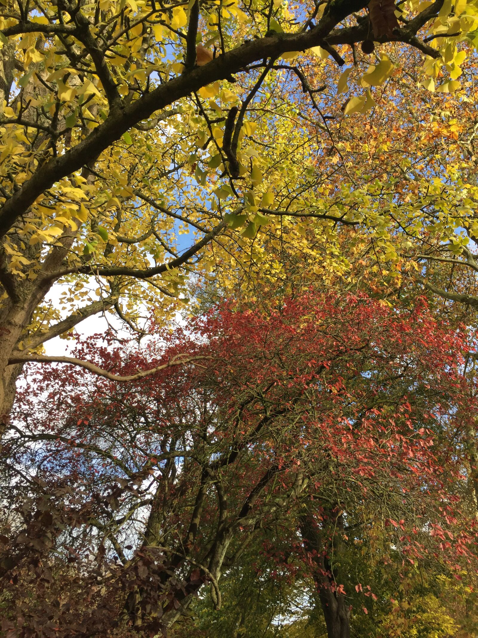 iPhone 6 Plus back camera 4.15mm f/2.2 sample photo. Sky, leaf, branch photography