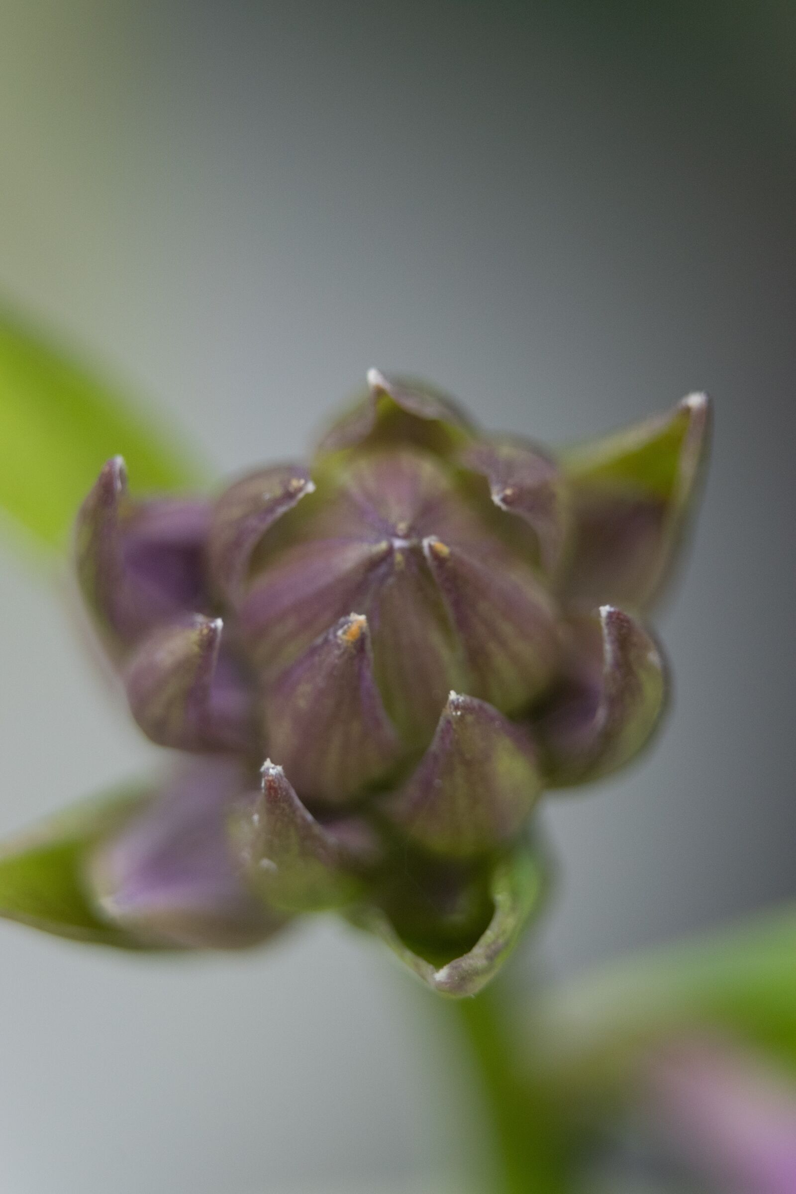 Nikon D3300 sample photo. Flower, macro, nature photography
