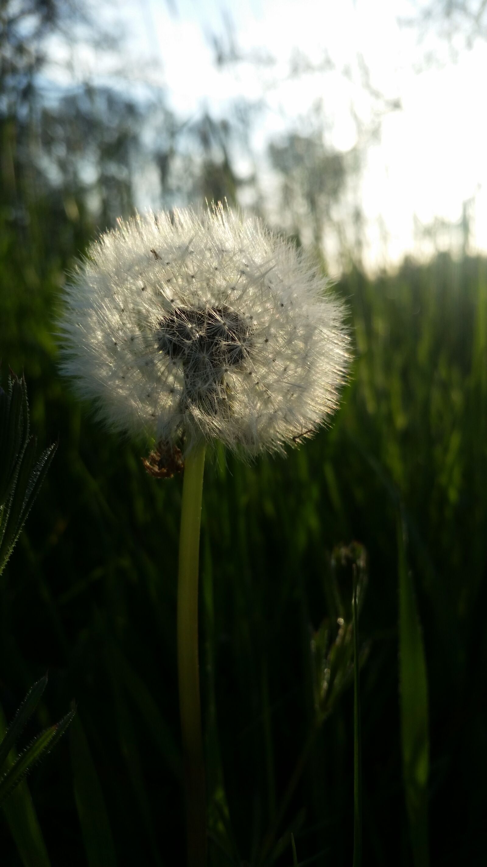 Samsung Galaxy S5 sample photo. Growth, grass, nature photography