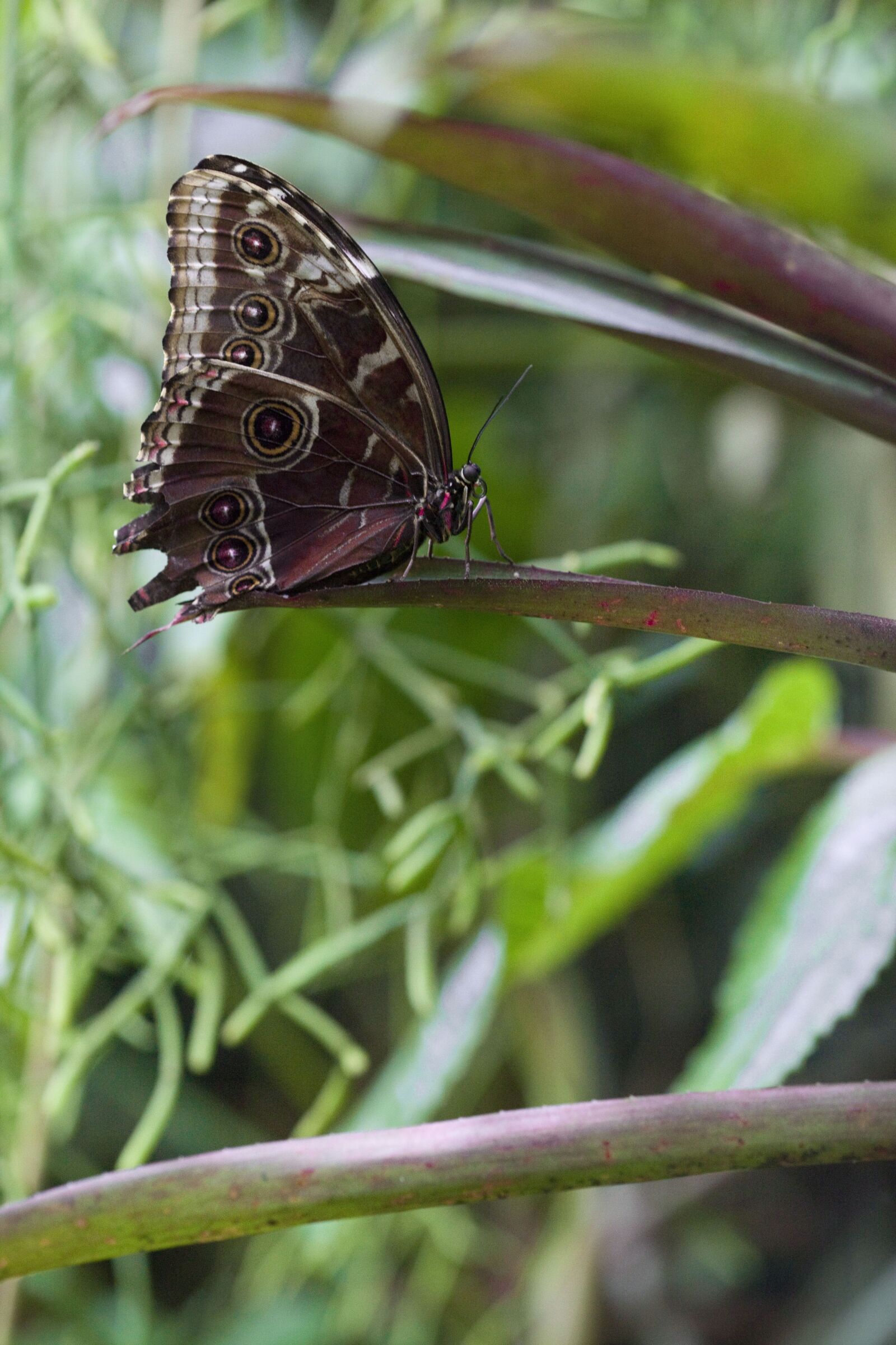 Canon EOS 5D Mark II sample photo. Butterfly, green, flora photography