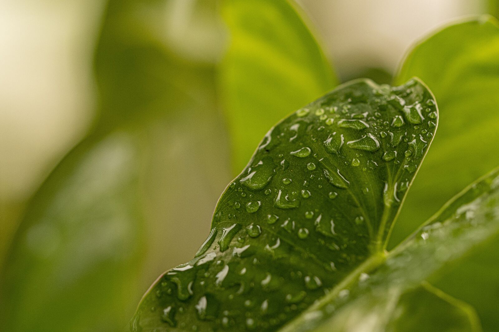 Nikon D7500 sample photo. Plant, leaves, raindrop photography