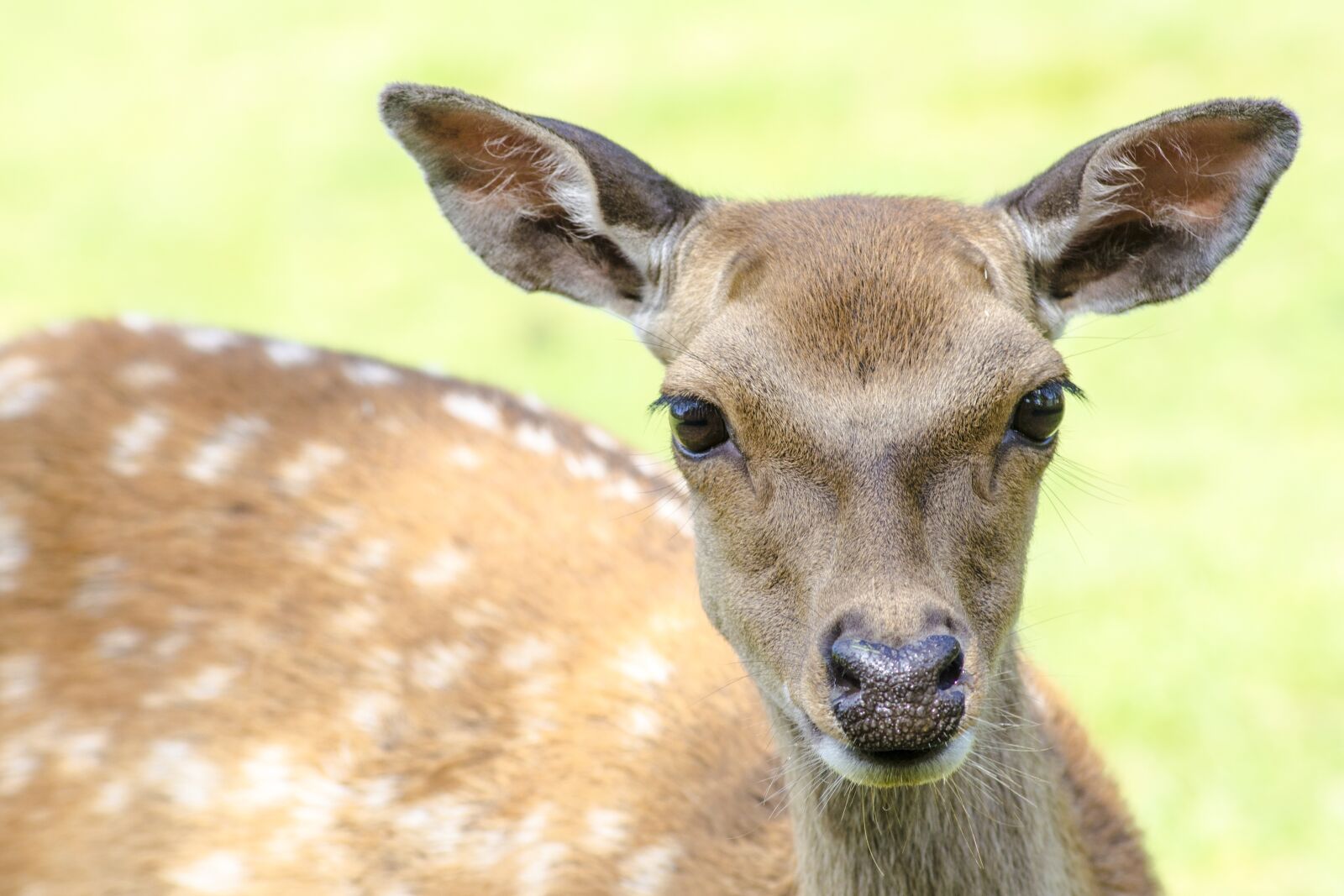 Nikon D5100 sample photo. Deer, young, nature photography