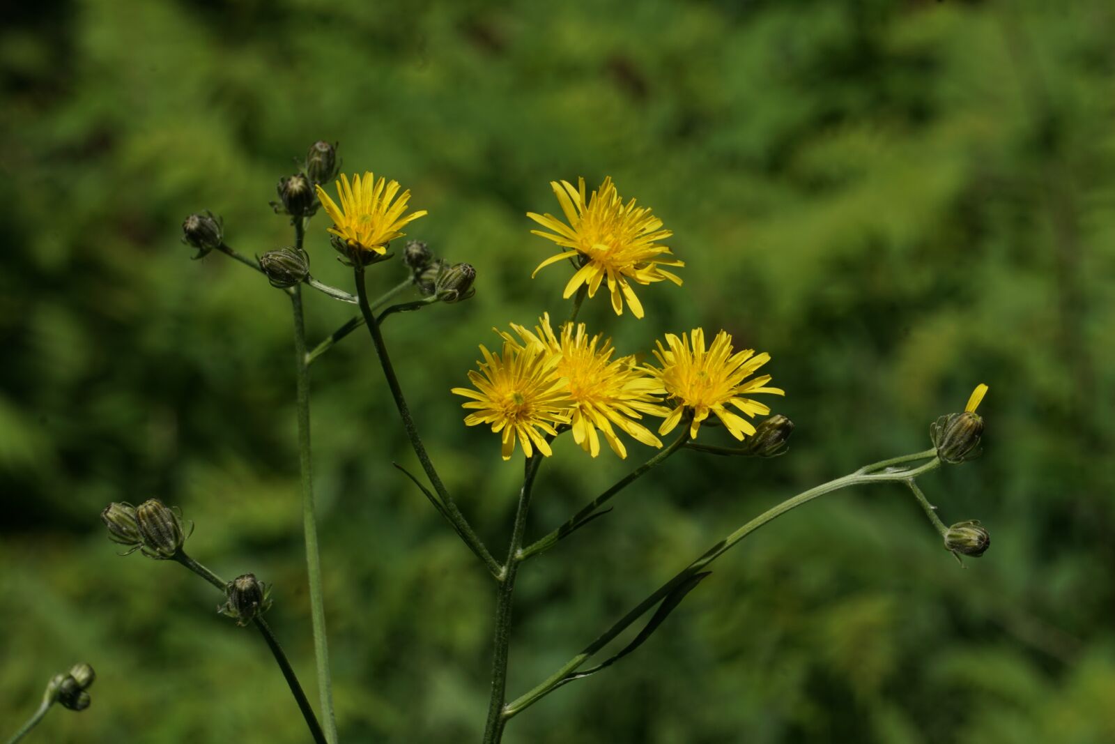 Sony a6000 sample photo. Wild flower, yellow, yellow photography