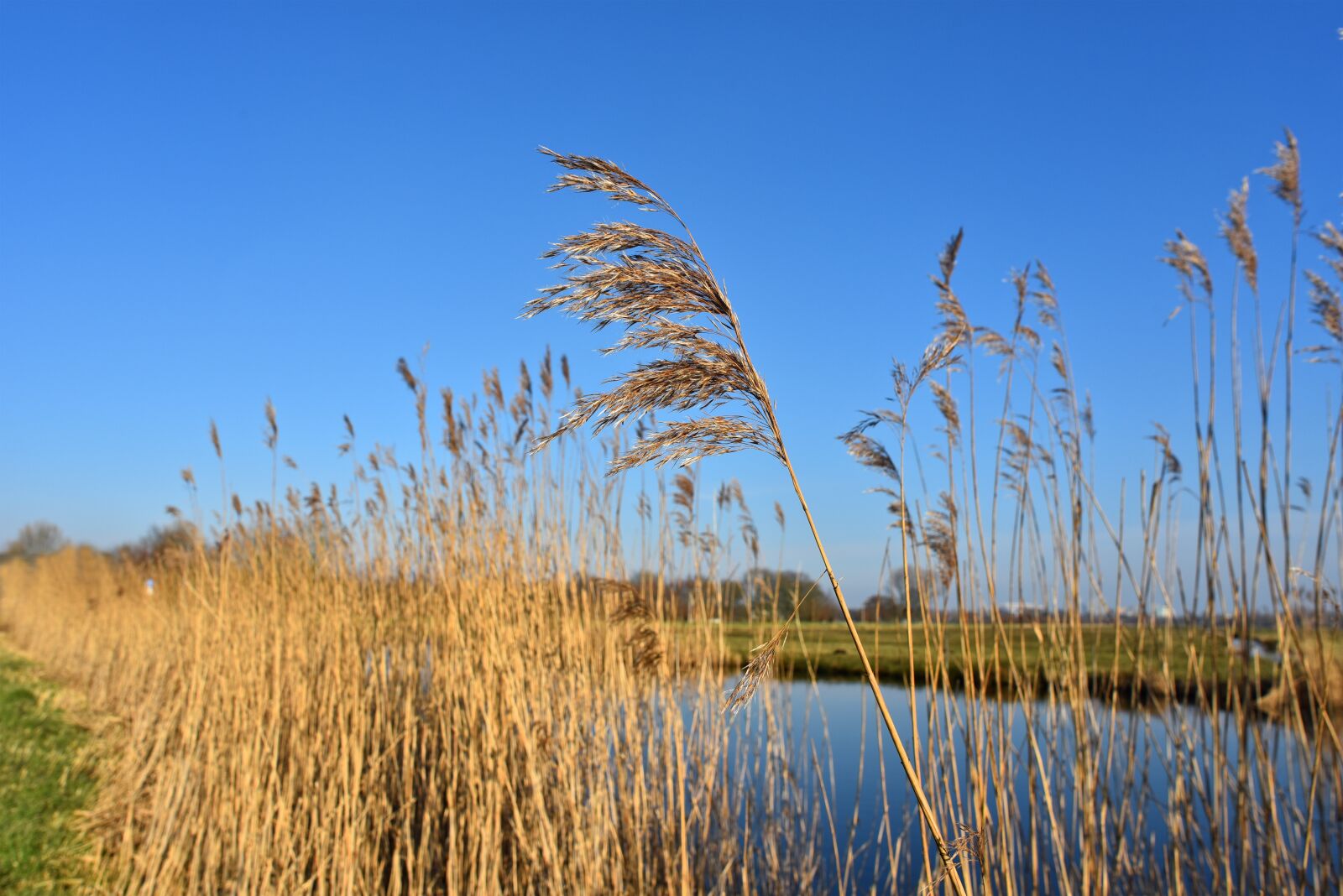 Nikon D750 sample photo. Common reed, reed, plant photography