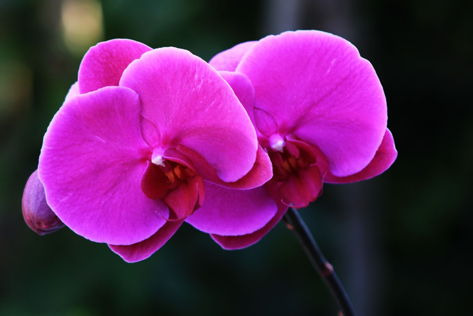 Canon EOS 2000D (EOS Rebel T7 / EOS Kiss X90 / EOS 1500D) sample photo. Orchid, ornamental plant, orchidaceae photography