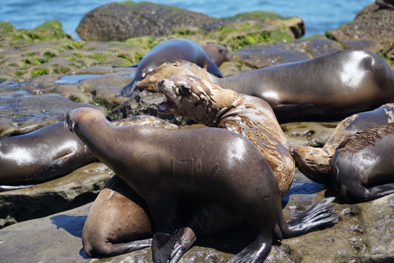 Sony a6000 + Sony E PZ 18-105mm F4 G OSS sample photo. Pinnipede, waters, ocean photography
