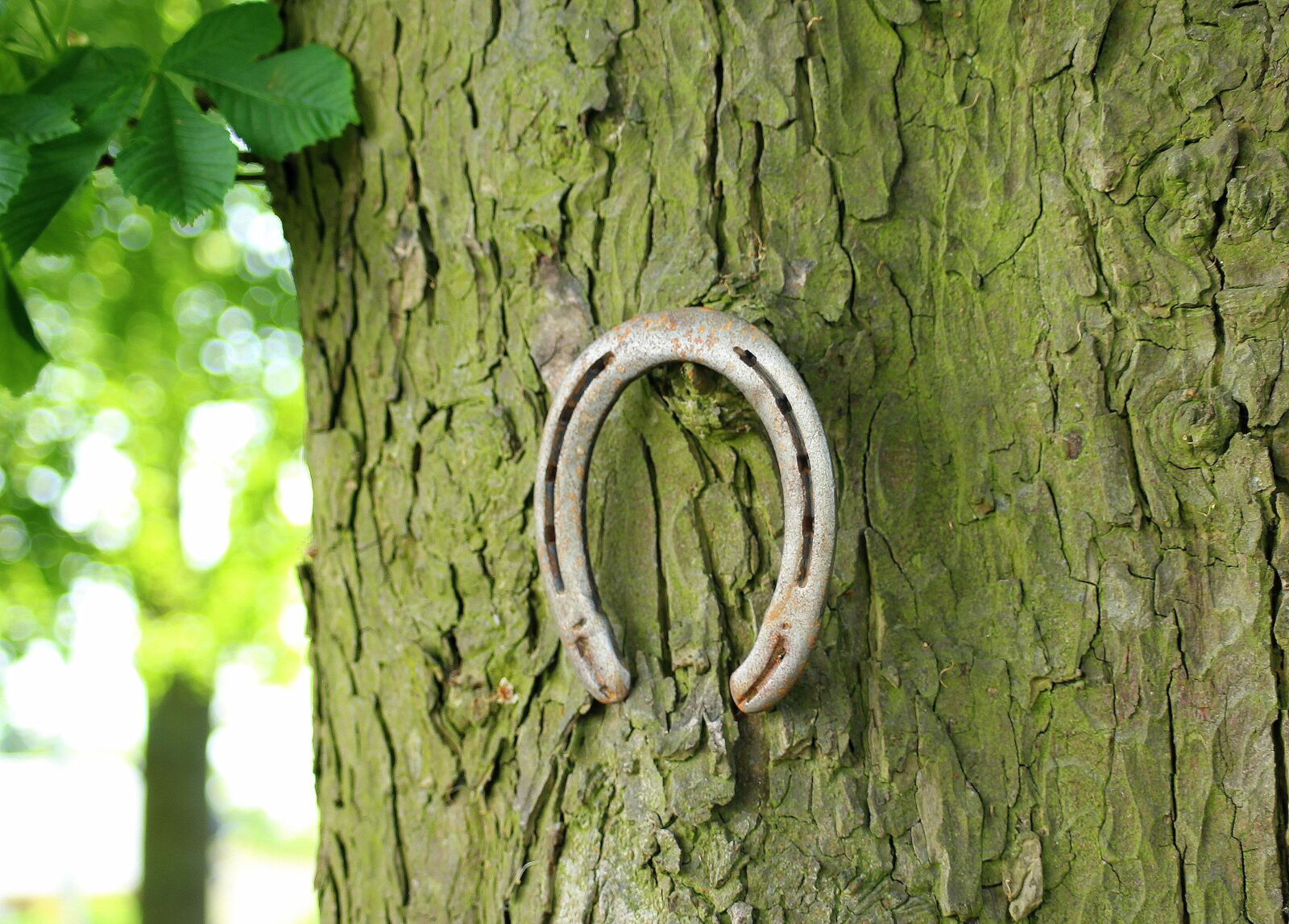 Canon EOS 1200D (EOS Rebel T5 / EOS Kiss X70 / EOS Hi) sample photo. Horseshoe, symbol, fortunately photography