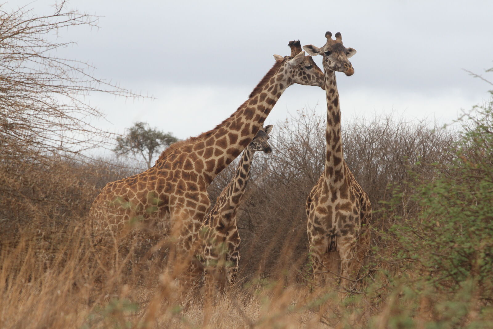 Canon EOS 7D + Canon EF 70-200mm F2.8L USM sample photo. African, giraffes, giraffes photography