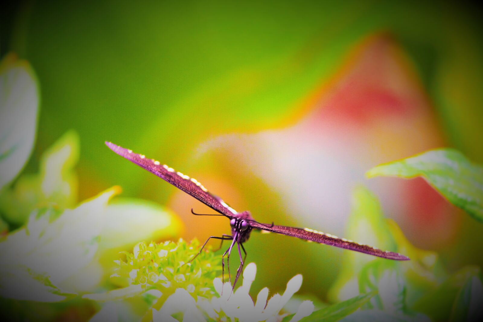 Canon EOS 700D (EOS Rebel T5i / EOS Kiss X7i) sample photo. Nature, butterfly, nature photography