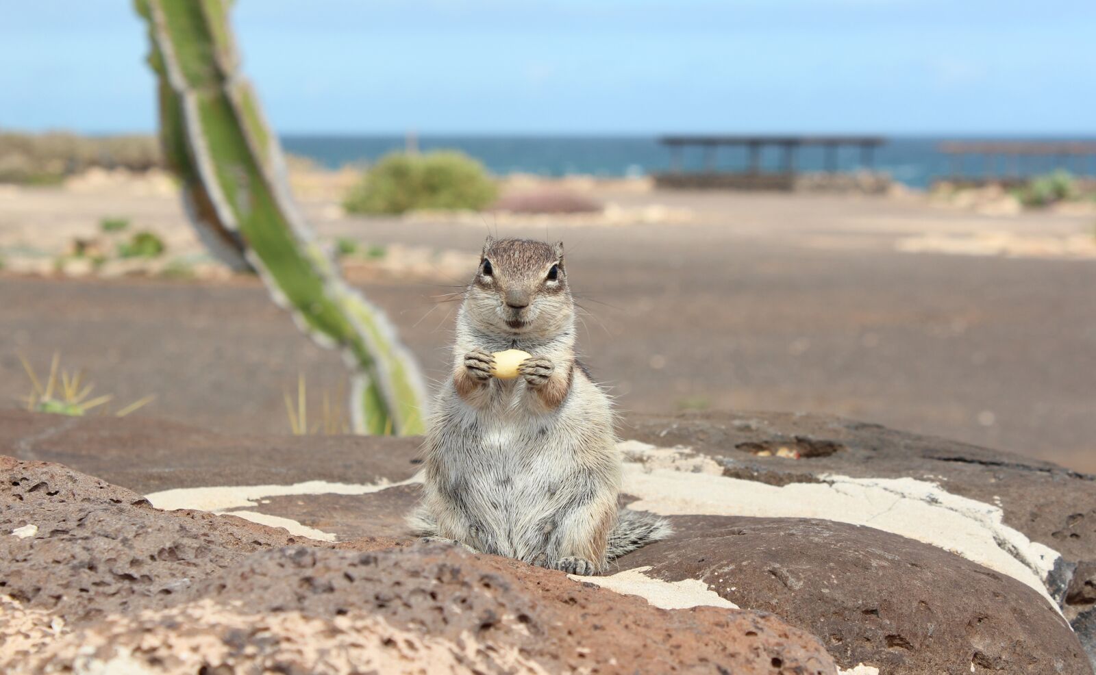 Canon EOS 600D (Rebel EOS T3i / EOS Kiss X5) sample photo. Atlas croissant, fuerteventura, rodent photography