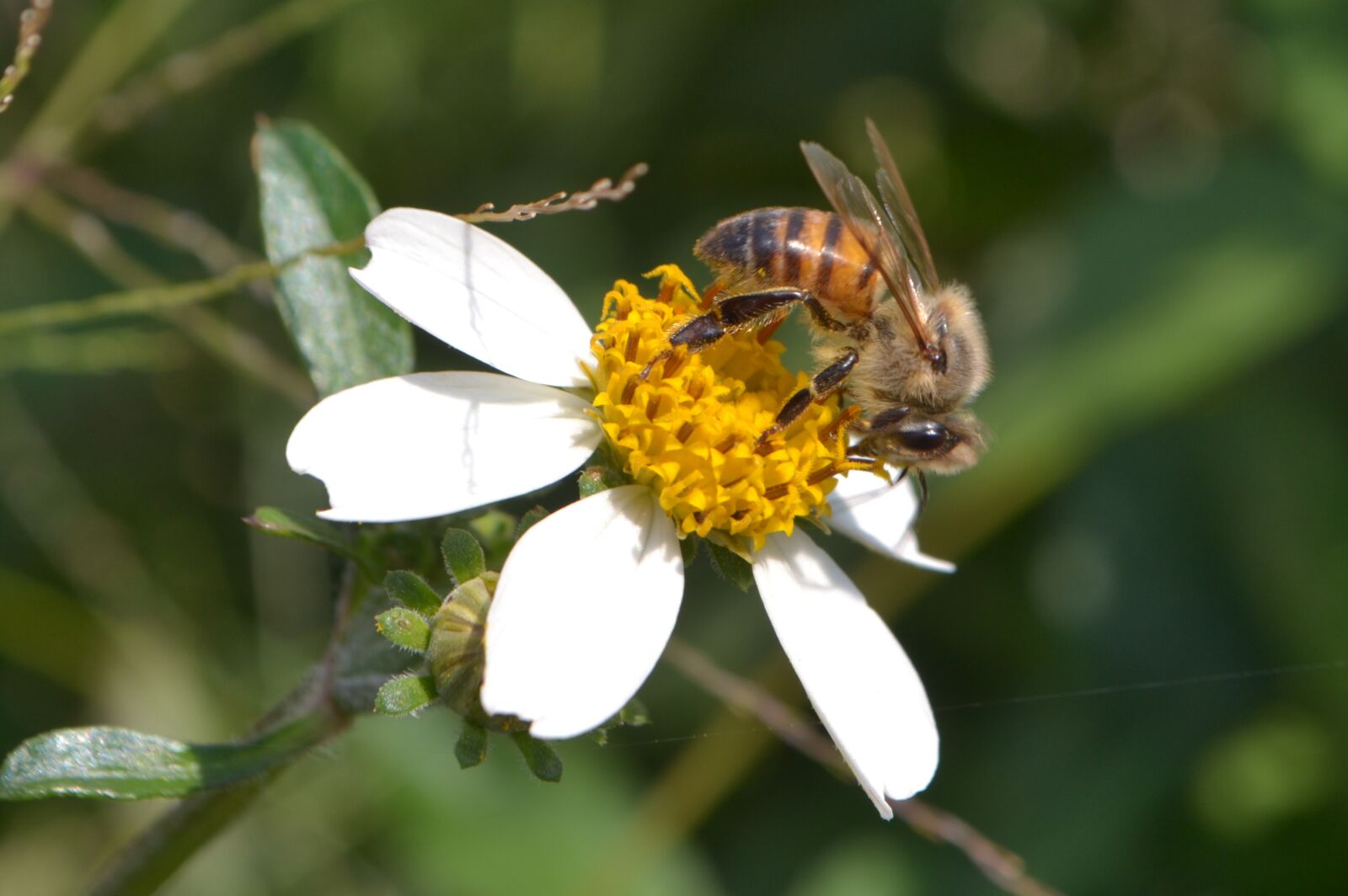 Nikon D3100 sample photo. Flower, nectar, pollen photography