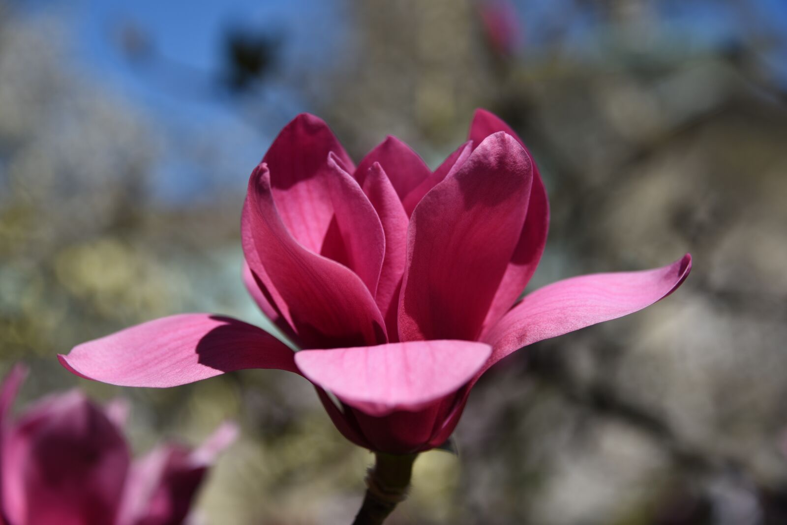 Nikon D750 sample photo. Magnolia, tree, flower photography