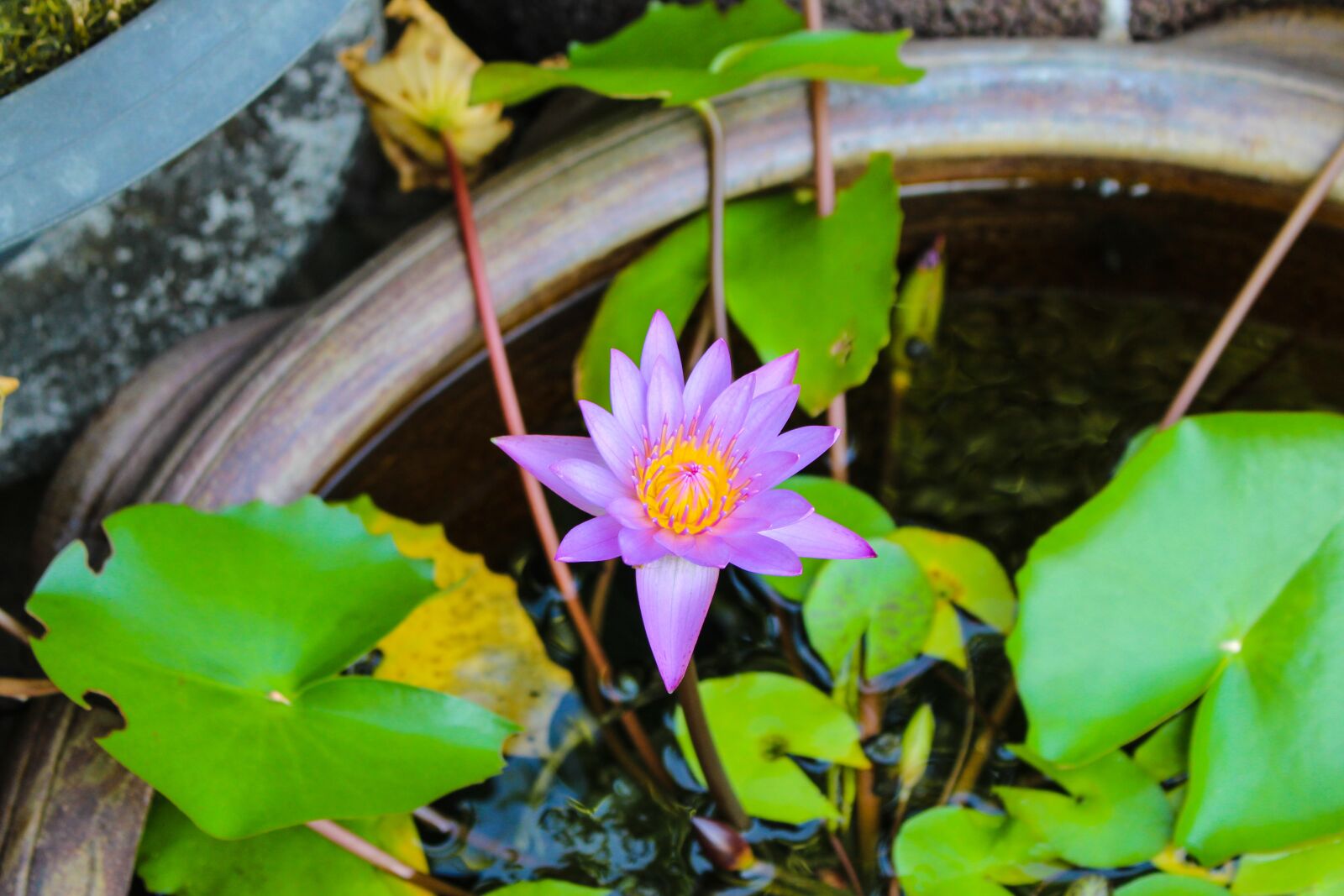 Canon EOS 700D (EOS Rebel T5i / EOS Kiss X7i) sample photo. Water plants, lotus, pond photography