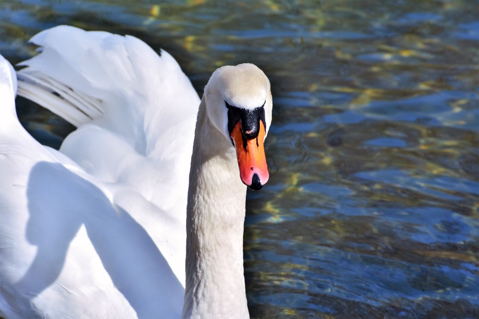 Nikon D7200 sample photo. Swan, water bird, schwimmvogel photography