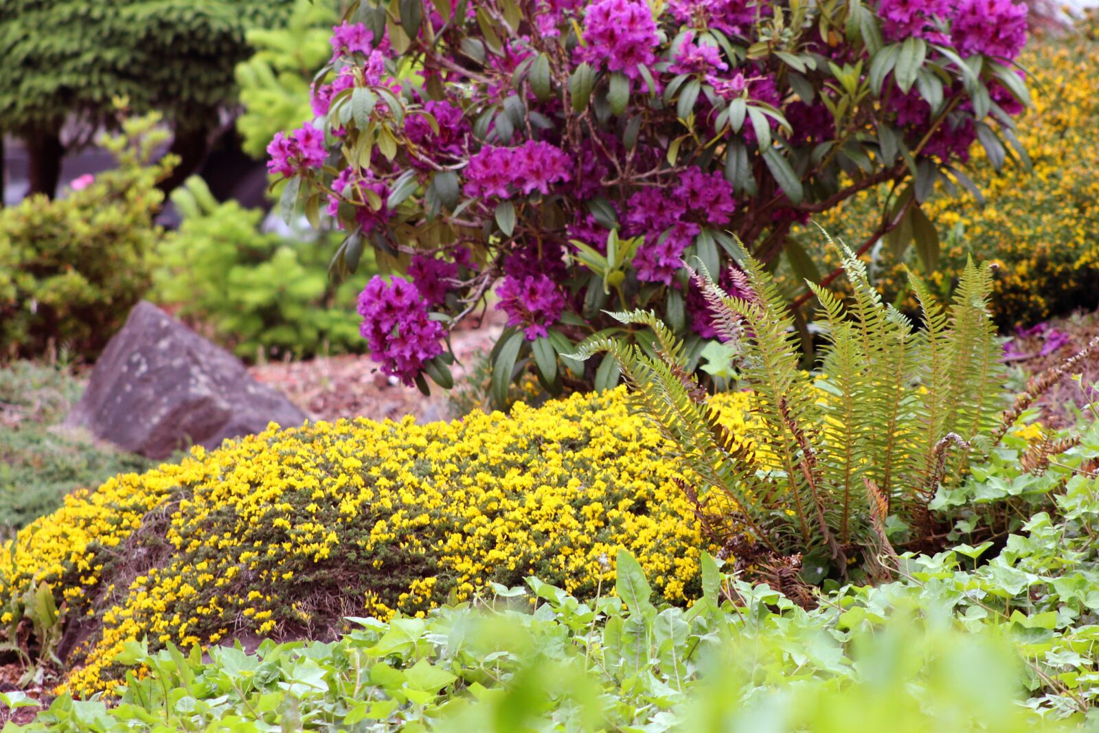 Canon EOS 1100D (EOS Rebel T3 / EOS Kiss X50) sample photo. Garden, fern, rocks photography