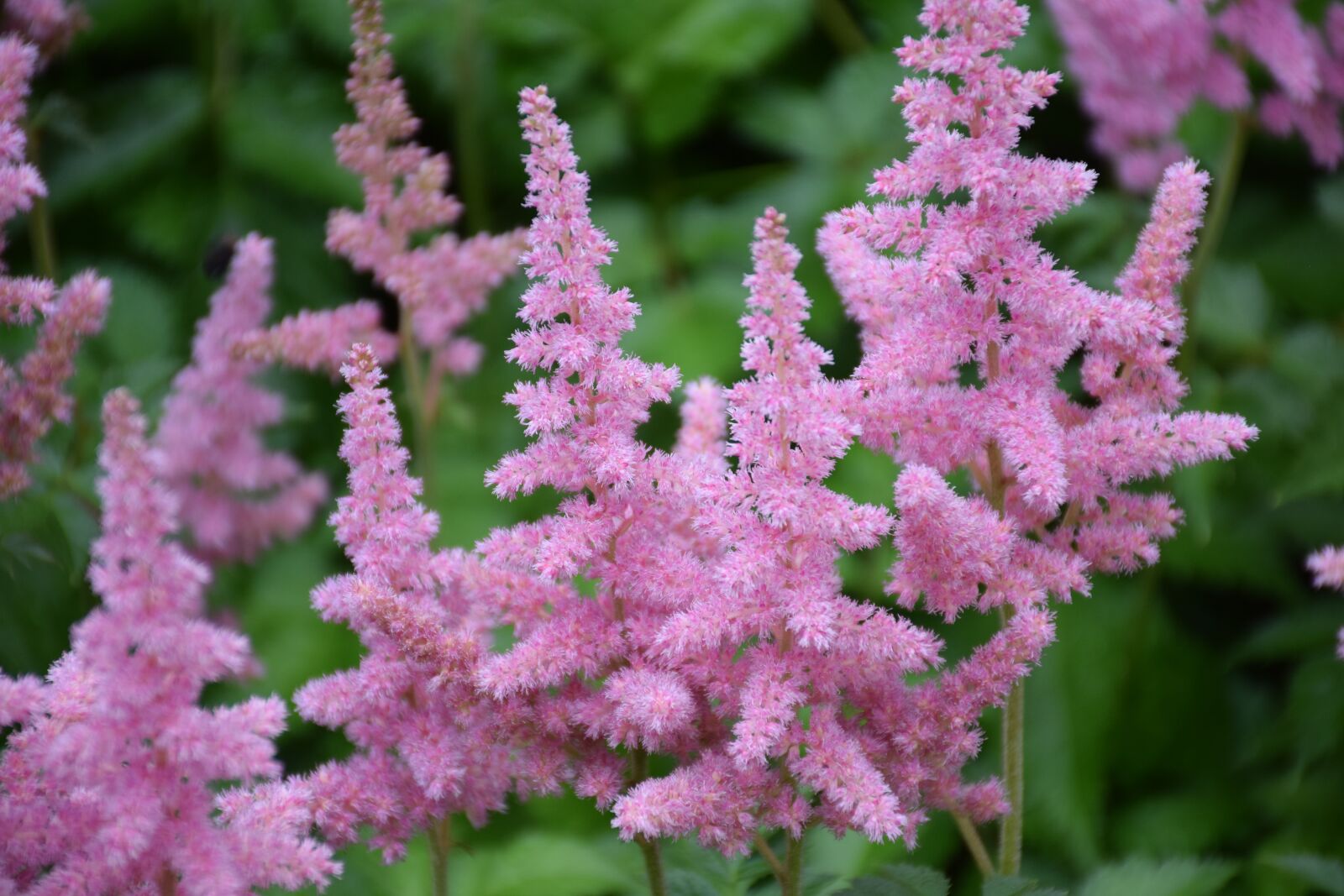 Nikon D3300 sample photo. Flower, inflorescence, pink photography