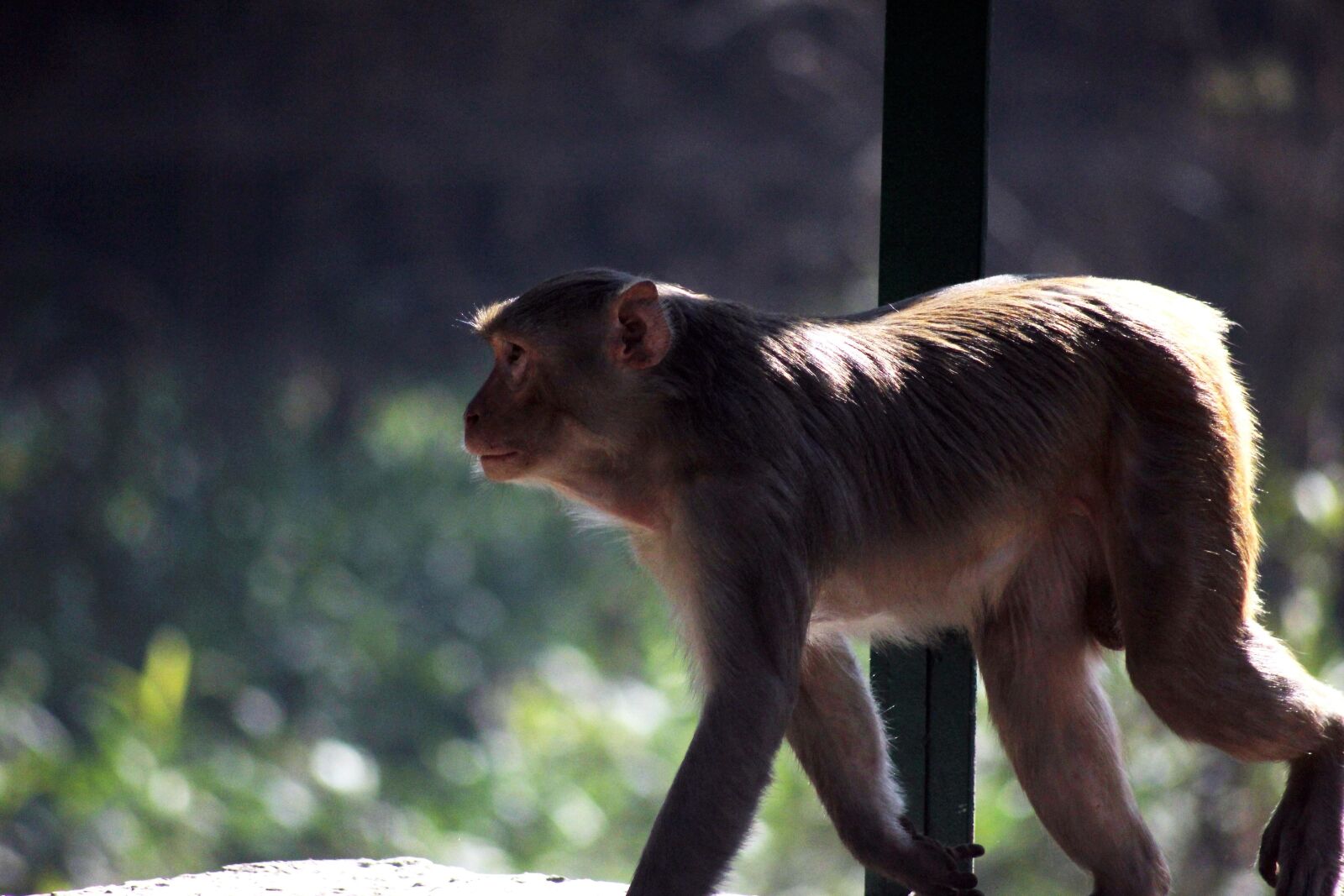 Canon EOS 550D (EOS Rebel T2i / EOS Kiss X4) sample photo. Monkey, primate, capuchin, animal photography