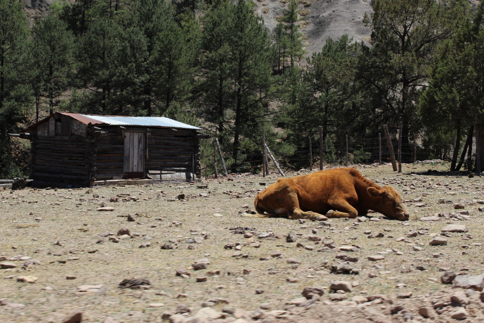 Canon EOS 1300D (EOS Rebel T6 / EOS Kiss X80) + Canon EF-S 18-55mm F3.5-5.6 IS II sample photo. Cow, animal, livestock photography